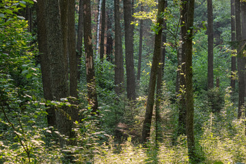 Fototapeta na wymiar Frash Alder tree mixed forest in summer