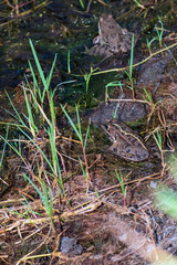 Common frog of Sardinia, present in the ponds in the summer.
