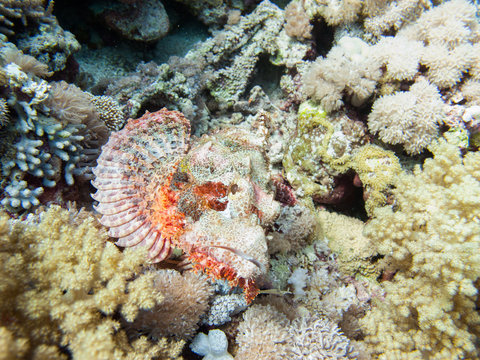 A scorpionfish (scorpaena scrofa), an uggly fish perched on the seabed on the shores of Saudi Arabia in the Red Sea