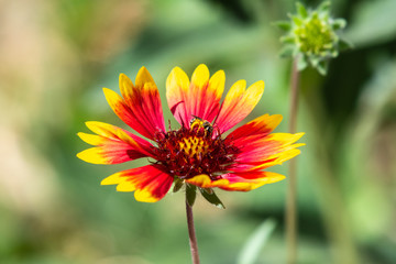 A wildflower and bee