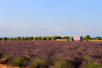 Fototapeta na wymiar Lavender field in Provence France