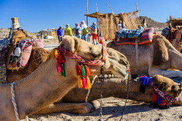 Camels in arabian desert not far from the Hurghada city, Egypt