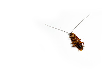 Close-Up Of cockroach isolated on white background / insecticide products
