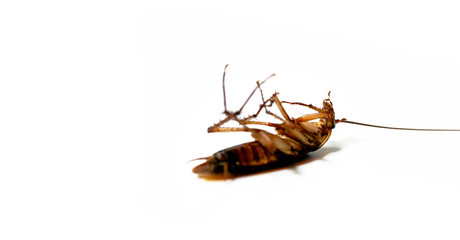 Close-Up Of cockroach isolated on white background / insecticide products