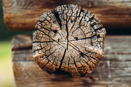 Tree log