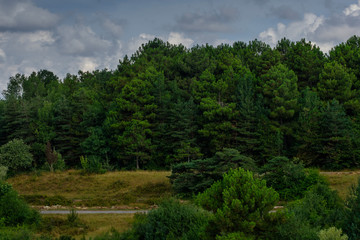 Istanbul, Turkey. View of the forest at sunrise