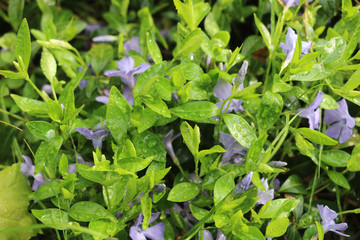 green plant in the garden