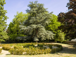 old big blue spruce