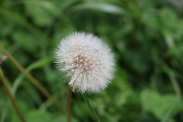 dandelion on green background