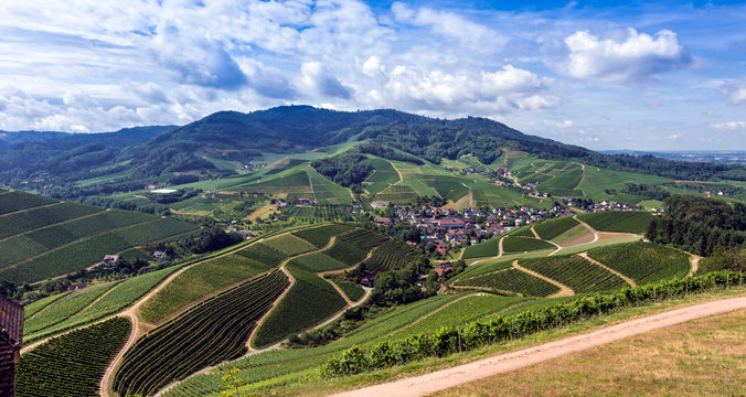 View from Staufenberg Castle to the Black Forest with grapevines near the village of Durbach in the Ortenau region_Baden, Baden Wuerttemberg, Germany