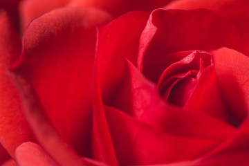 Passionate romantic red rose petals macro shot
