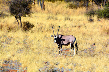 The East African oryx (Oryx beisa), also known as the beisa is a species of antelope from East...