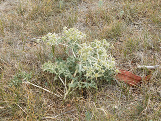 Panicaut maritime ou chardon des dunes (Eryngium maritimum)