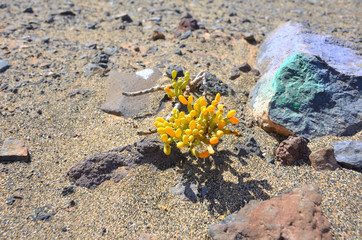 Yellow Plants Growing on the Rocks of the Coastline of Fuerteventura