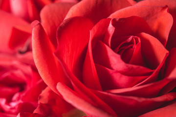 Passionate romantic red rose petals macro shot