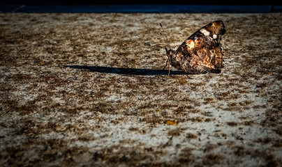 Butterfly 