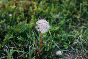 White dandelion in the grass