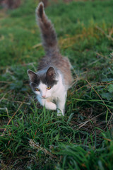 White kitten in the grass