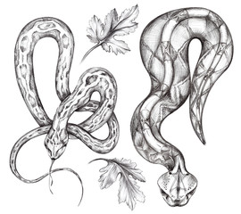 set snake and leaves painted in graphic style with black pencil on white isolated background, for use in design, for packaging paper, print on clothes, banner