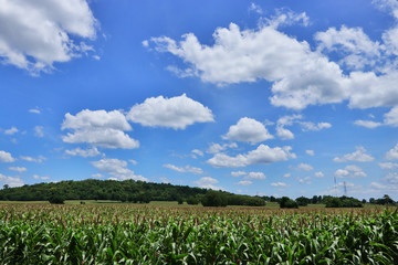 Corn fields with beautiful skies and clouds