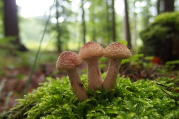 Edible forest mushroom - young Armillaria mellea