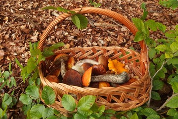 Mushrooming - a wicker basket full of various mushrooms, standing in the forest