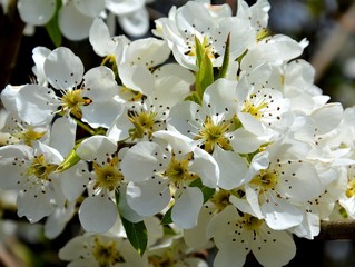 a branch with mirabelle flowers