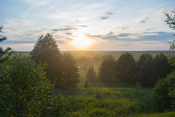 Obraz premium Trees on a light sunset background