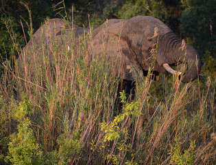 Elephant along river  at the Zambezi National Park is a national park located upstream from...