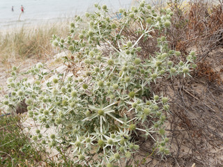 Panicaut maritime ou chardon des dunes (Eryngium maritimum), une plante emblématique des littoraux sableux et dunes, aux feuilles épineuses et inflorescence globuleuses
