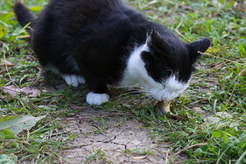The cat eats fresh fish outdoors