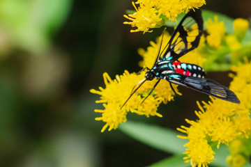 color insect