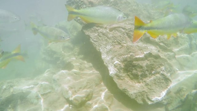 Diving underwater of a river and seeing a shoal of large Piraputanga fishes swimming on transparent water of a river at the touristic destination of Bonito MS, Brazil. Shoal of Piraputanga fishes.
