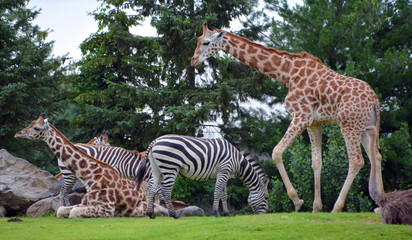 The giraffe (Giraffa camelopardalis) is an African even-toed ungulate mammal and Zebras are several species of African equids (horse family) © Daniel Meunier
