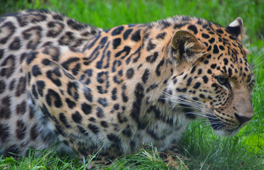Jaguar is a big cat, a feline in the Panthera genus only extant Panthera species native to the...