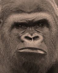 Gorillas are ground-dwelling, predominantly herbivorous apes that inhabit the forests of central...