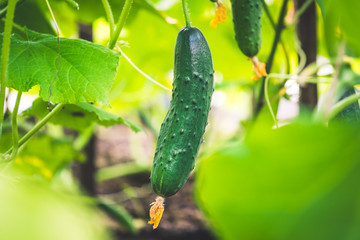fresh green cucumber in a greenhouse
