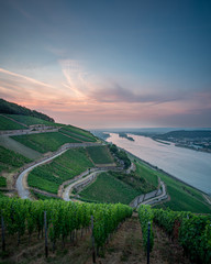German vineyards in Rudesheim am Rhein