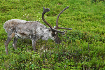 Reindeer (Rangifer tarandus), male, in Finnish Lapland on white summer night