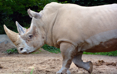 The white rhinoceros or square-lipped rhinoceros is the largest extant species of rhinoceros.  It has a wide mouth used for grazing and is the most social of all rhino species © Daniel Meunier