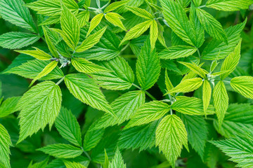 raspberry leaf patterns in the forest