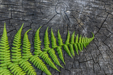 fern leaf