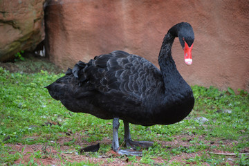 Black swan is a large waterbird, a species of swan which breeds mainly in Australia. A New Zealand...