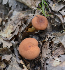 Lactarius volemus, delicious edible wild mushroom, with lot of common names, Weeping milk cap, Tawny milkcap, The orange-brown milky, Leatherback mushroom or a Bradley mushroom 
