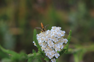 fly (Syrphidae) on flower