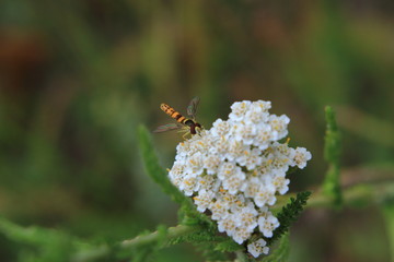 fly (Syrphidae) collects pollen