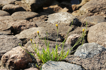 young dandelions grow among the stones on the pavement. development concept
