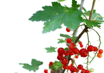 red currant isolated on white background