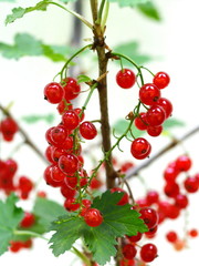 Ripe red currants close-up as background. Branch of ripe red currant in a garden.