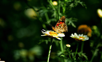 butterfly in forest